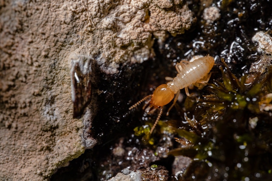 Est-ce que les termites sont (seulement) des nuisibles ?