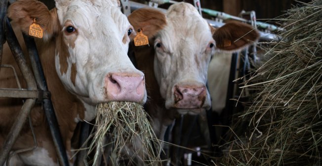 France : une importante épidémie d'anthrax frappe les fermes des Hautes-Alpes