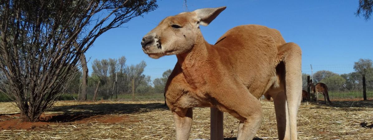 Australie : Roger, le kangourou bodybuildé, est mort à l'âge de 12 ans