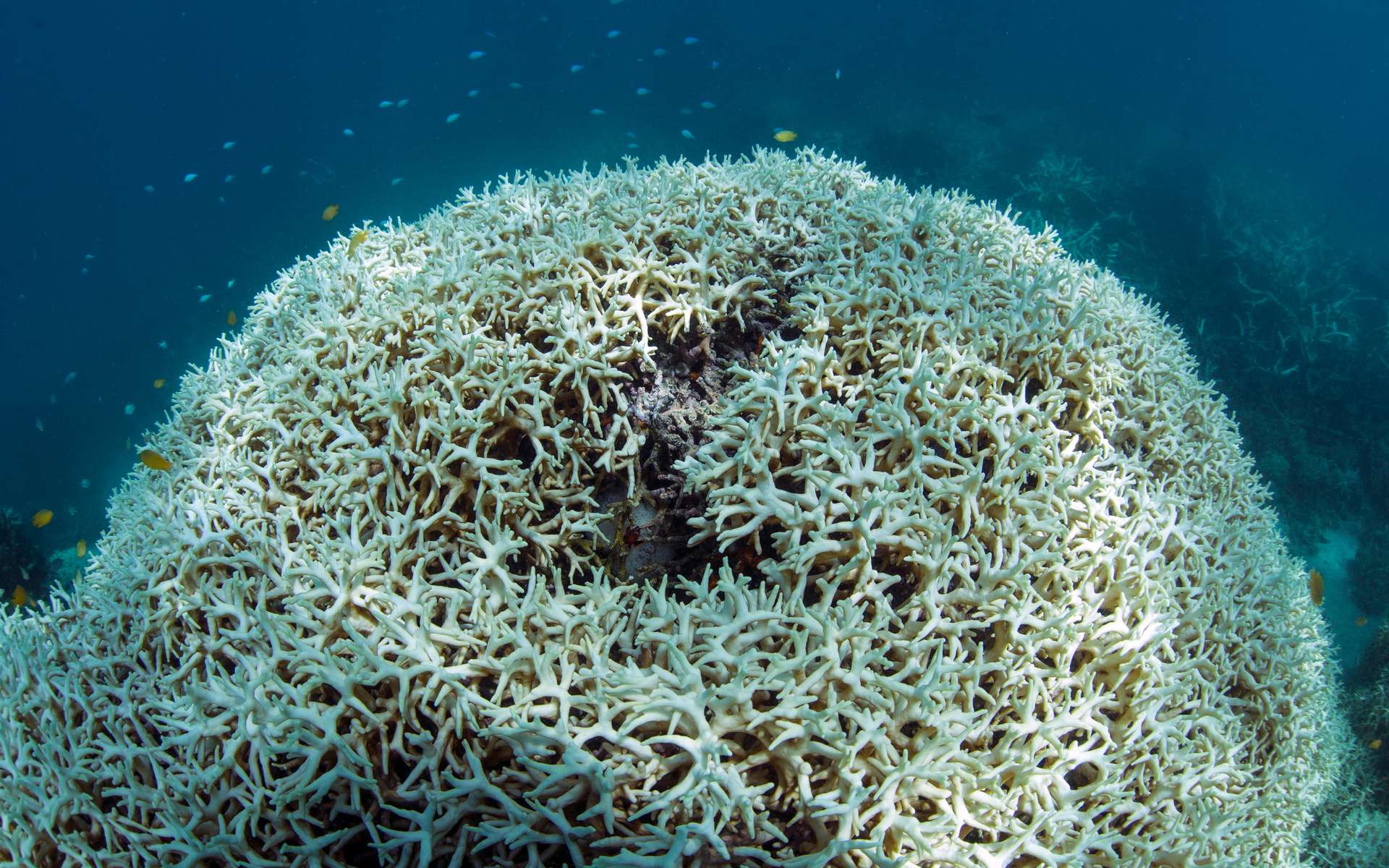 La Grande Barrière de corail va mal et ne se remettra pas du réchauffement des eaux