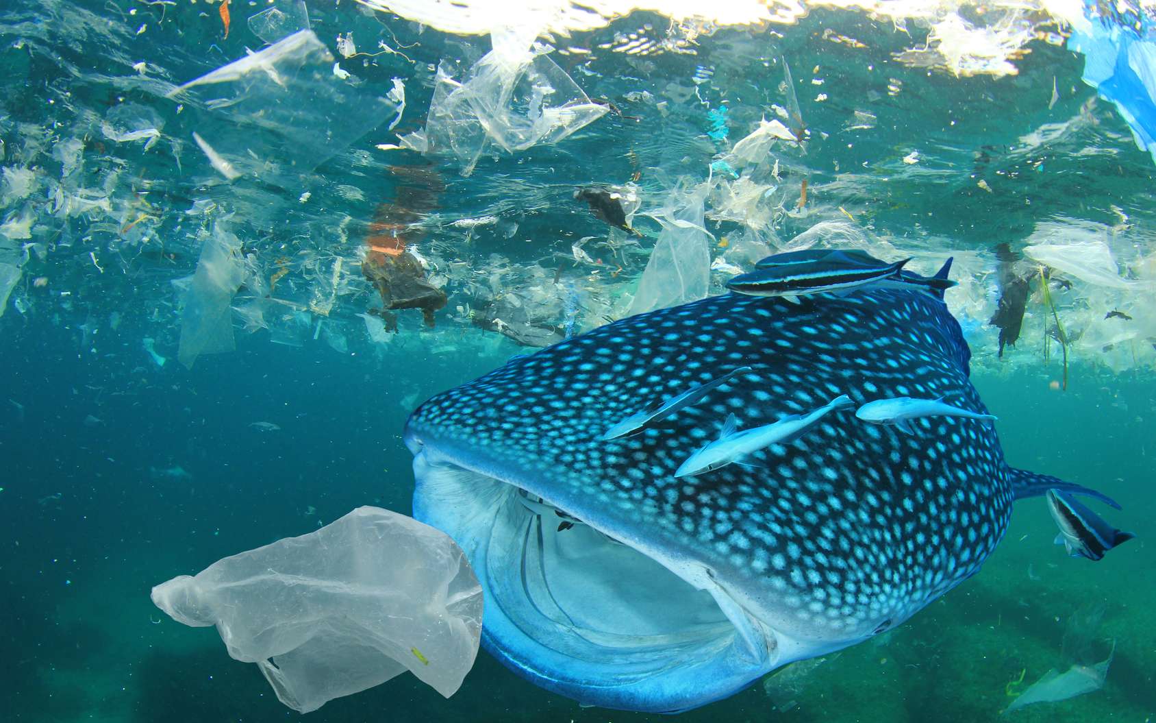 Deux fois plus de déchets plastique dans les océans d'ici 2030, alerte le WWF !