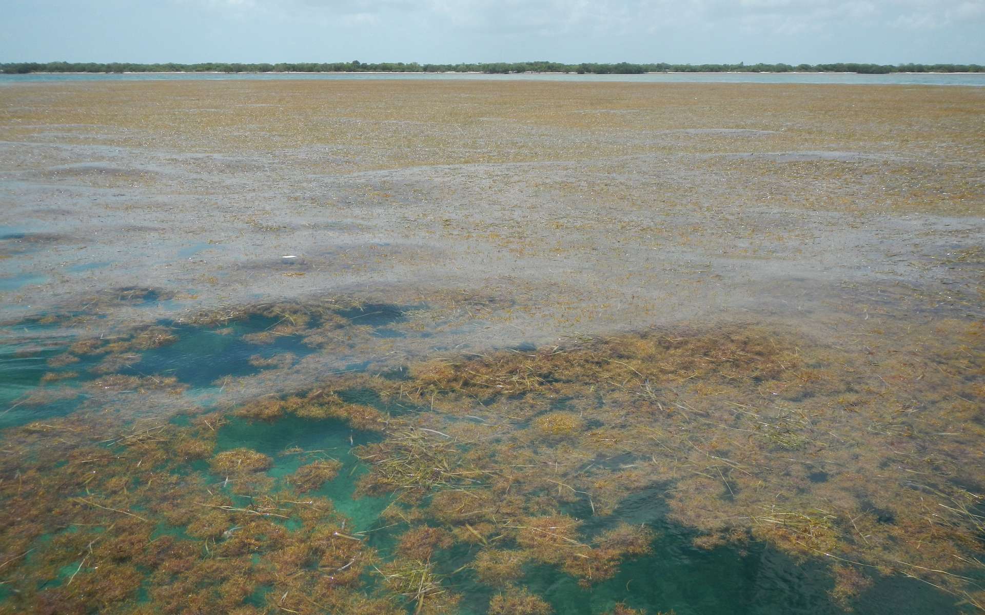 La plus grande mer d’algues sargasses du monde mesure 8.850 kilomètres