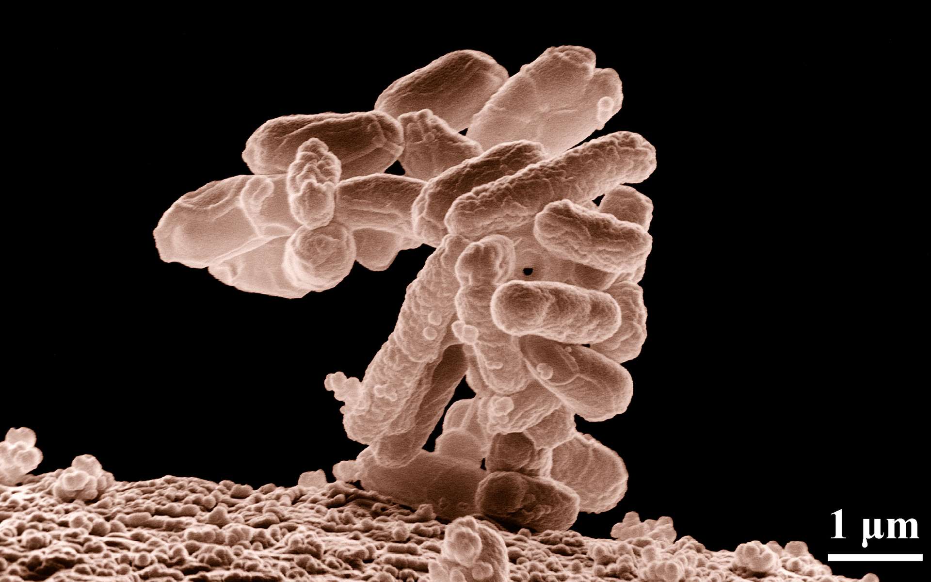 L’OMS liste 12 « superbactéries » contre lesquelles il est urgent d’agir