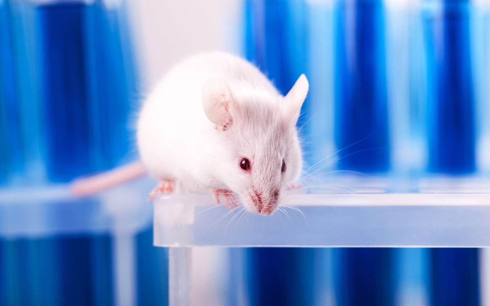 Méditation de pleine conscience : des souris servent de modèle animal