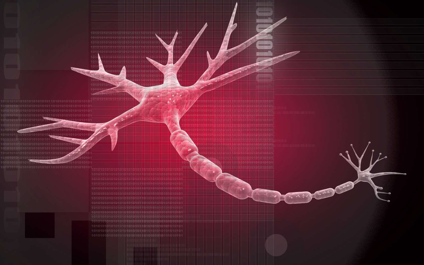 Sclérose en plaques : une nouvelle piste pour régénérer de la myéline