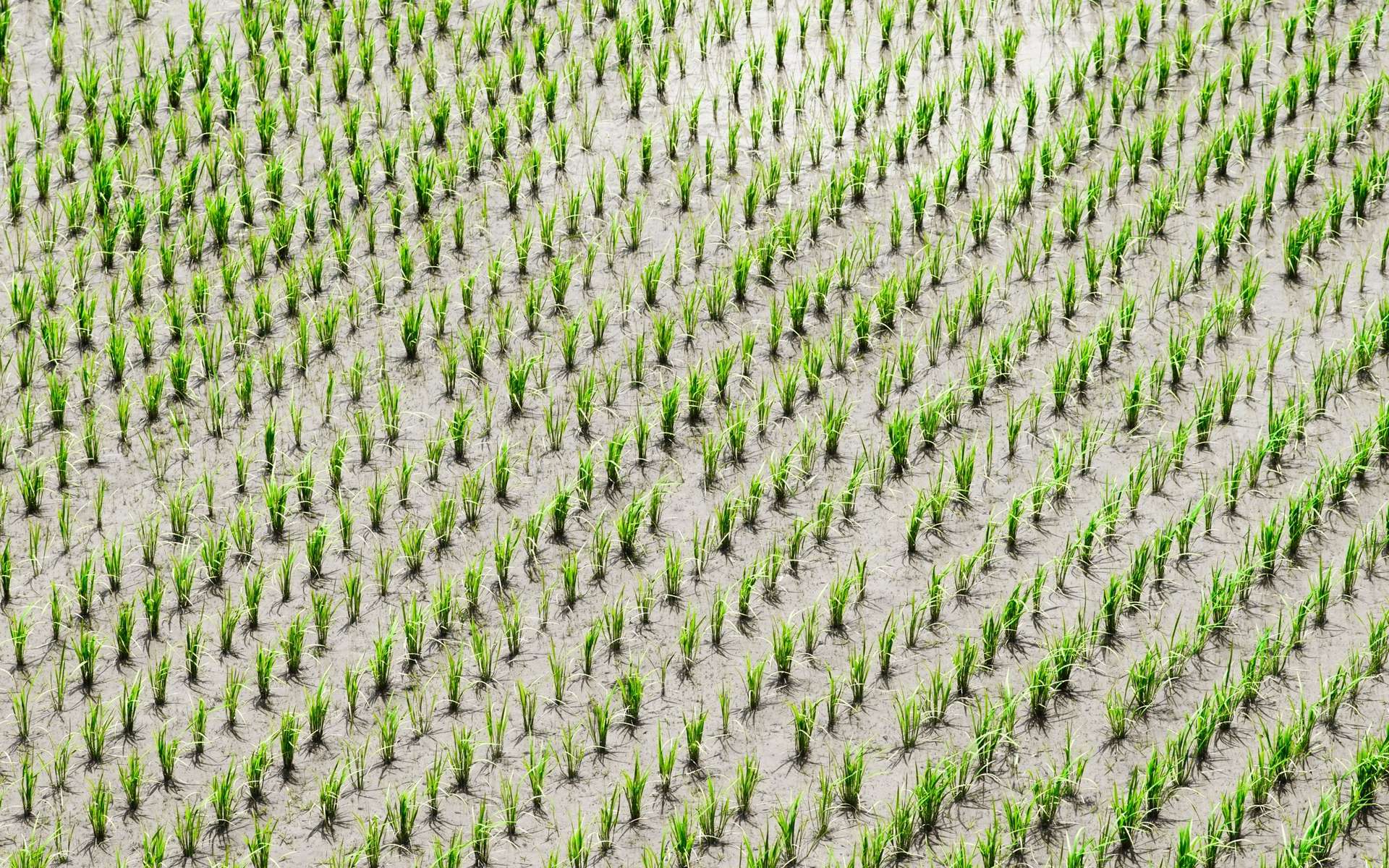 Réchauffement climatique : deux fois plus d'arsenic dans le riz