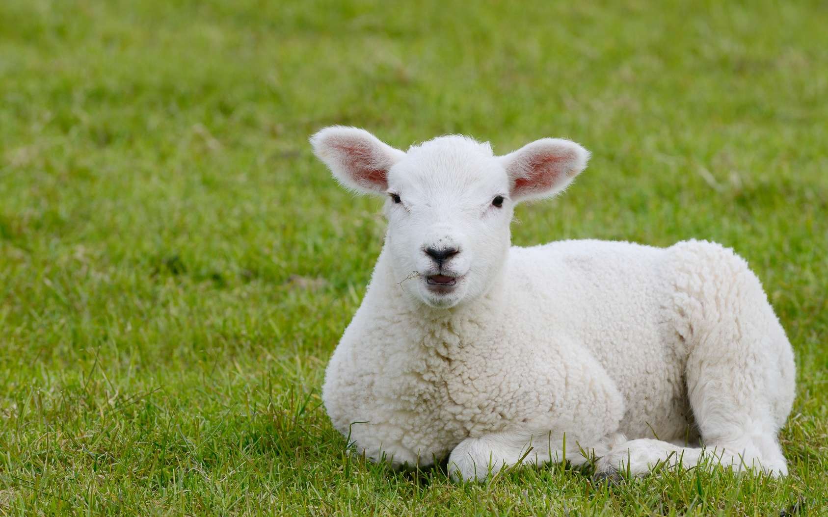 Un hybride homme-mouton obtenu en laboratoire