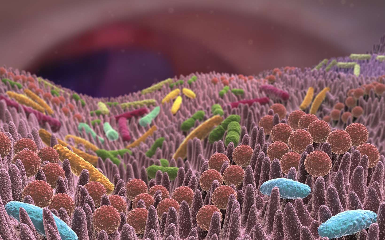 Maladies intestinales chroniques : un vaccin ciblant le microbiote pour les vaincre