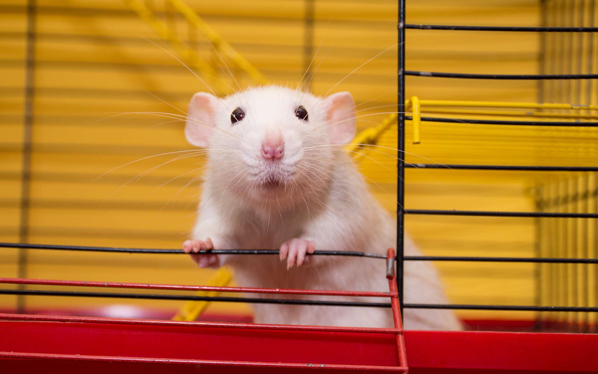 Comment des scientifiques ont-ils appris à des rats à conduire ?