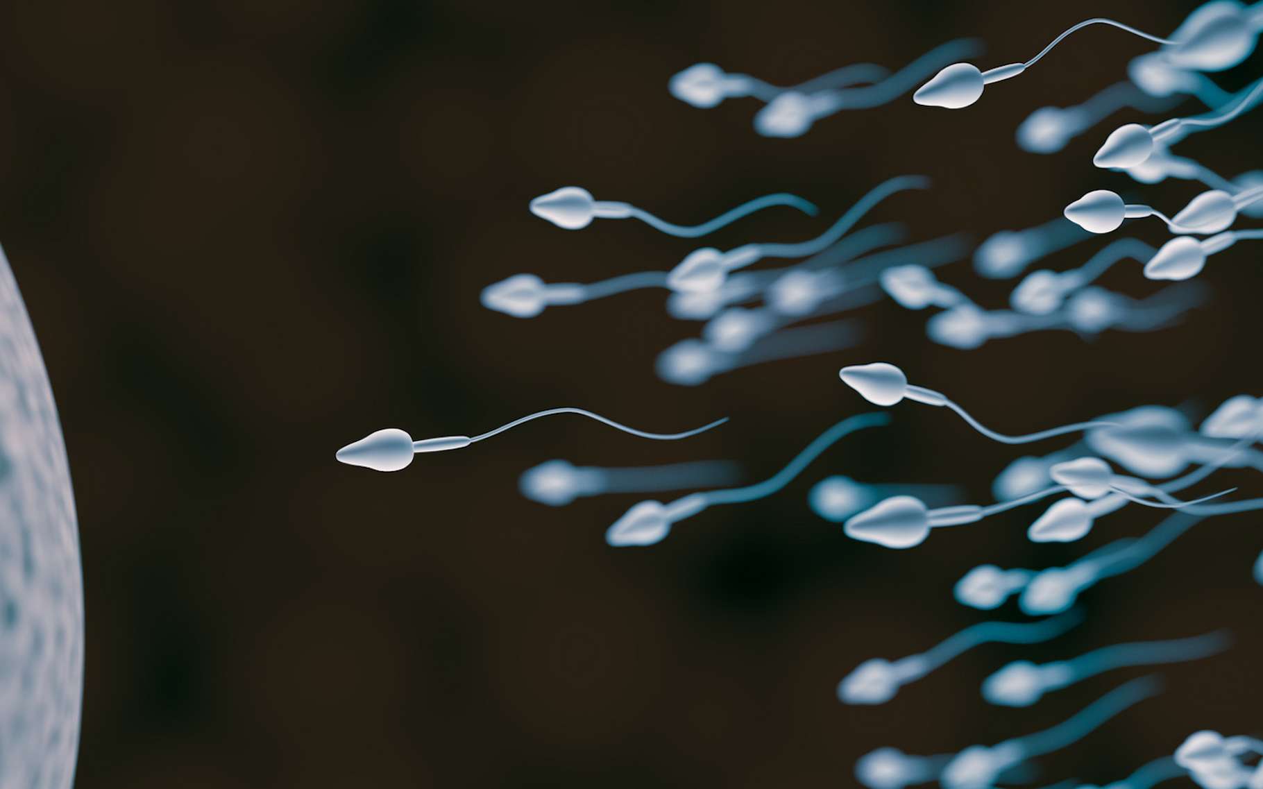 On sait enfin comment le sperme se fraie un chemin dans l’appareil génital féminin