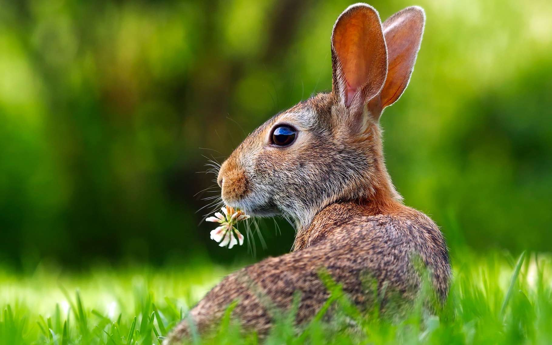 Comment reconnaître un lièvre d'un lapin ?