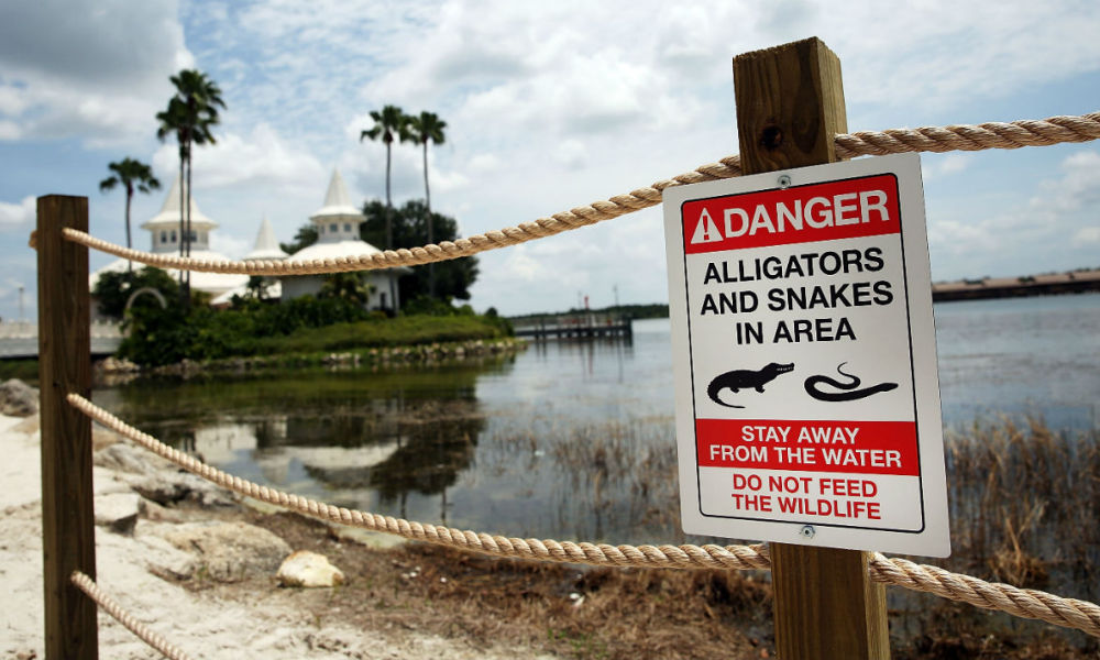 Disney World se savait infesté d'alligators avant la mort d'un enfant - BFMTV.COM