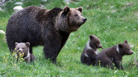 Nicolas Hulot veut réintroduire deux ours femelles dans les Pyrénées-Atlantiques - Franceinfo
