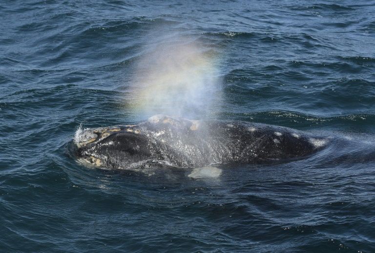 Atlantique: la création d'un sanctuaire pour baleines rejetée