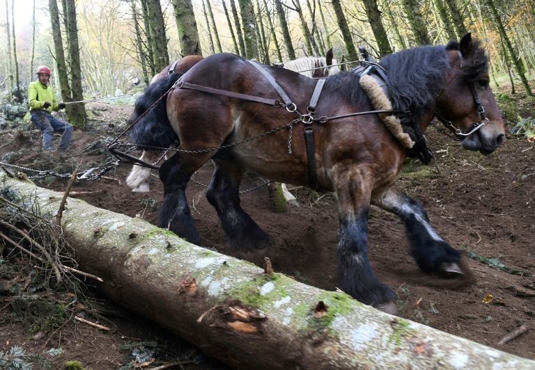 Dans le Morvan, le cheval à la rescousse d'une forêt protégée