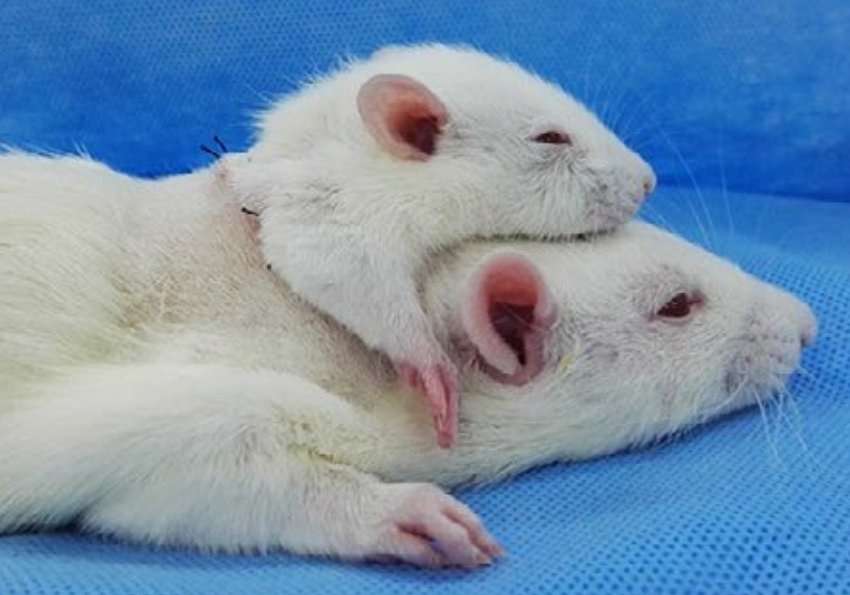 Greffe de tête : un chirurgien se rapproche de son but en reconnectant la moelle épinière de rats