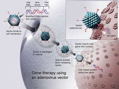 La thérapie génique sauve six enfants atteints de maladies génétiques