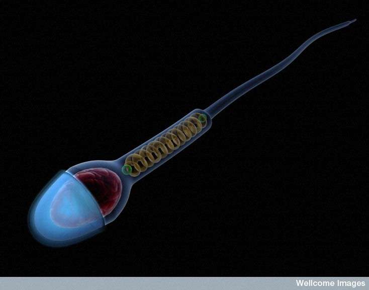 Science décalée : les spermatozoïdes plus en forme les mois d’hiver