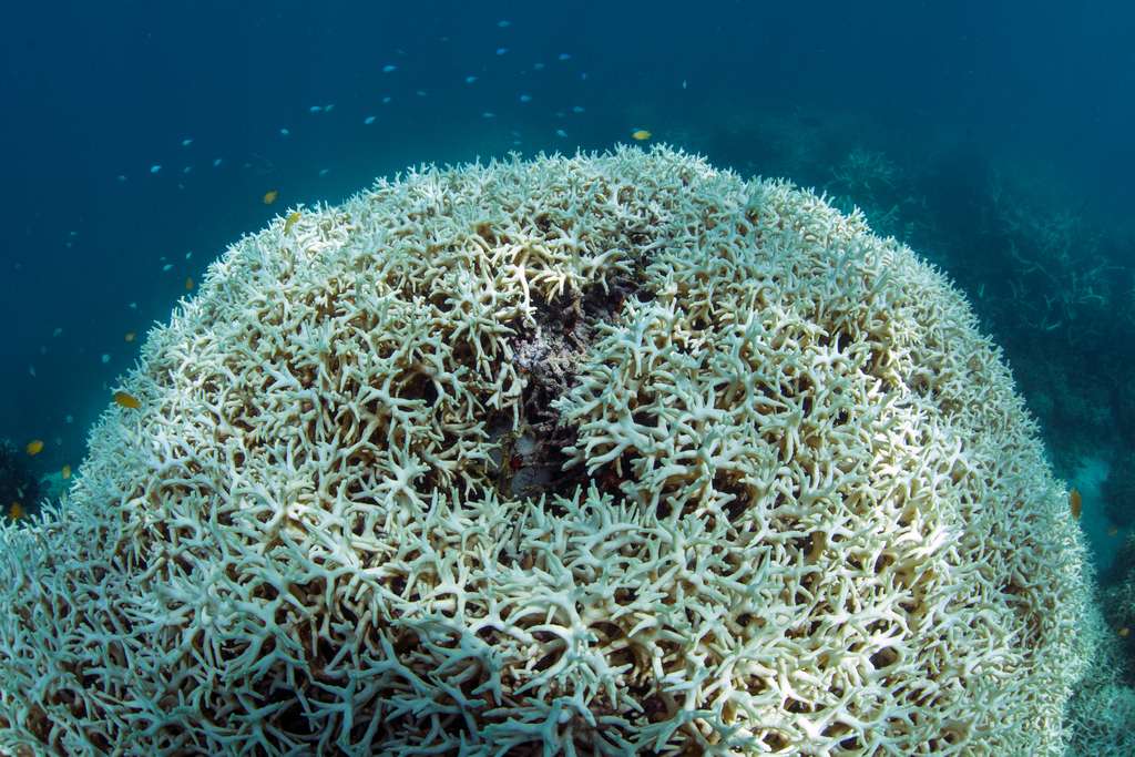 Pour sauver la Grande Barrière de corail, l'Australie appelle au secours
