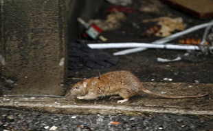 VIDEO. Paris. La vidéo choc d'un éboueur qui a filmé des dizaines (centaines?) de rats dans une poubelle - 20minutes.fr