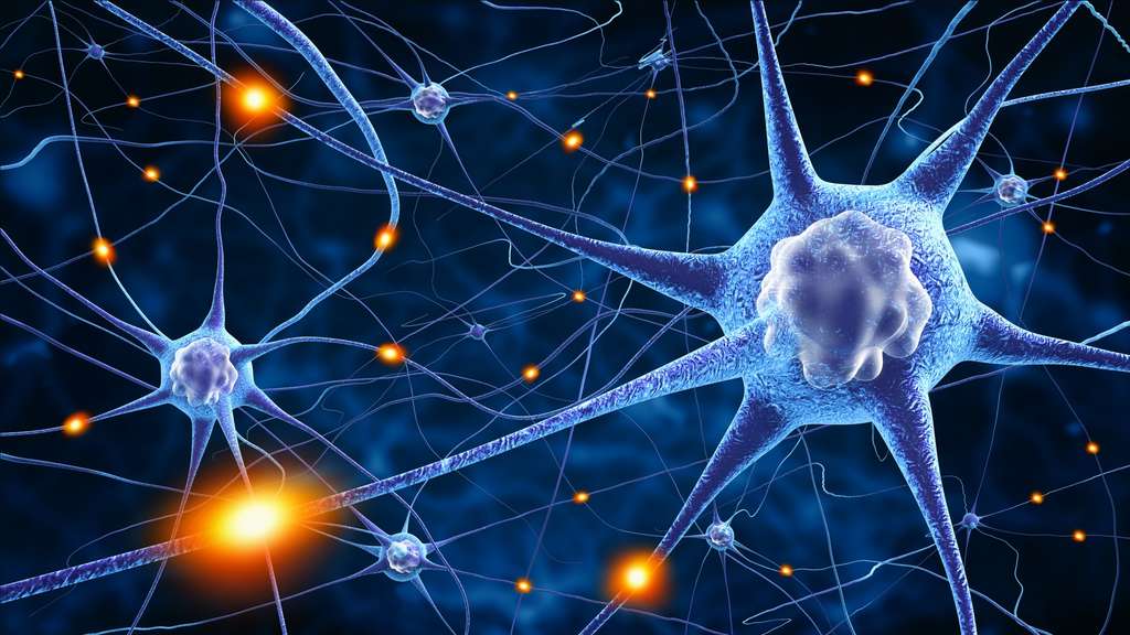 Cerveau : les seniors aussi fabriquent de nouveaux neurones
