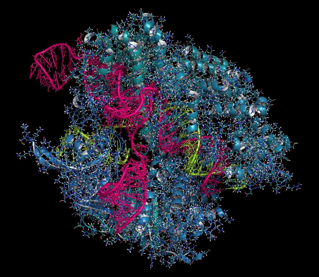 CRISPR-Cas9 : les ciseaux génétiques sont-ils dangereux ?