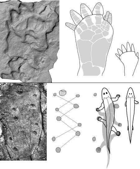 Empreintes d'animaux : les plus anciennes ont été découvertes en Chine