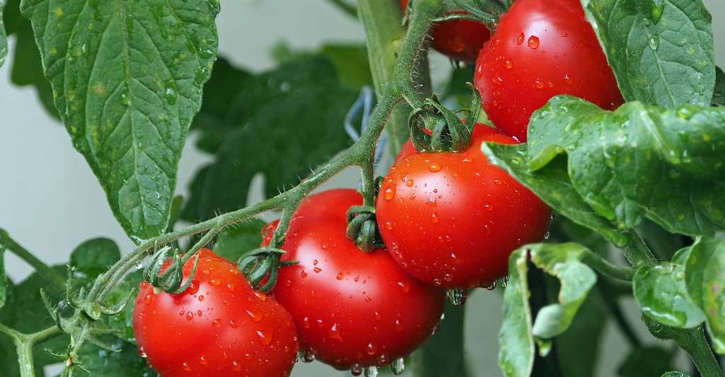 Allergies aux fraises et aux tomates : comment diminuer le risque ?