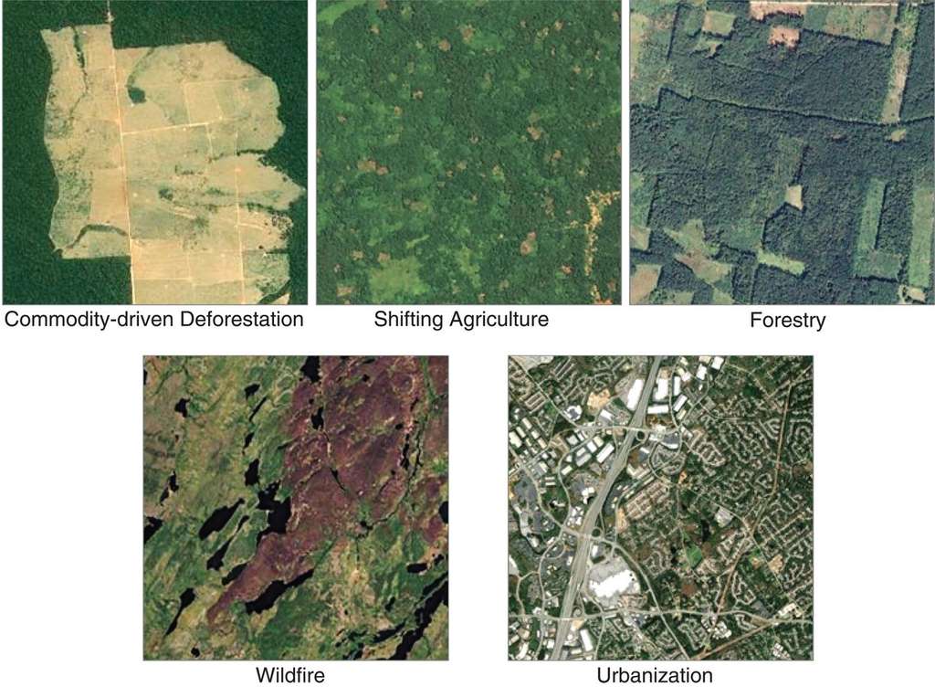 Les causes de la déforestation : une carte pour tout comprendre
