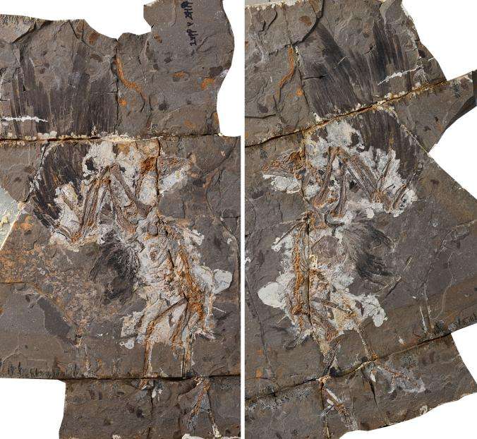 Qui était cet énigmatique oiseau fossile vieux de 127 millions d’années ?
