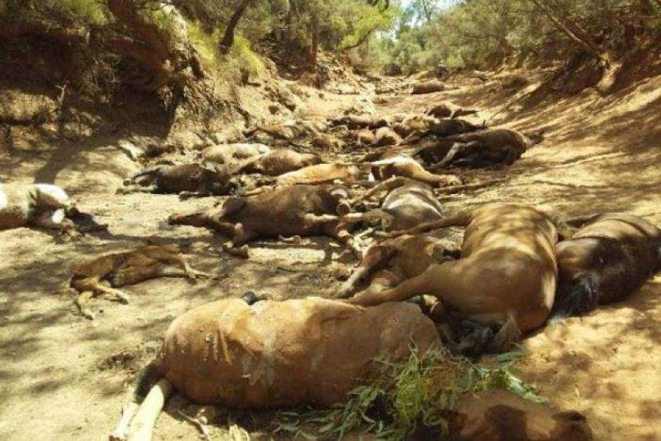 Australie : une vague de chaleur meurtrière cause la mort de milliers d'animaux