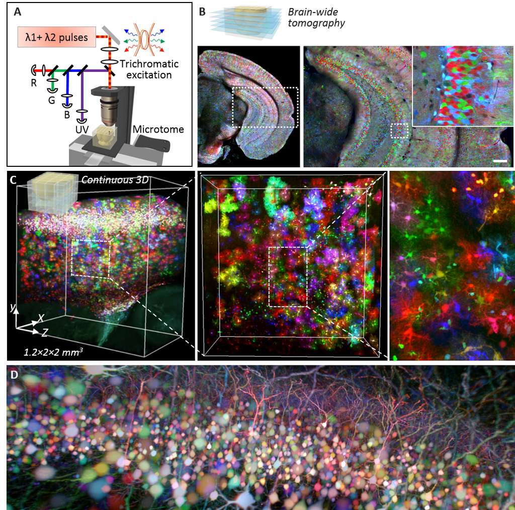(A) Principe de la microscopie Chroms, associant excitation biphotonique couleur par mélange de fréquences et découpe sériée automatisée du tissu cérébral. (B) Image acquise avec le mode « tomographie sur cerveau entier » montrant le cortex et l’hippocampe d’une souris Brainbow. (C) Reconstruction 3D et vue à différentes échelles d’un volume de 4.8 mm3 de cortex de souris dans lequel les astrocytes sont marqués avec des protéines fluorescentes de couleurs différentes. (D) Vue 3D de neurones marqués en couleur dans le cortex de souris. © Abdeladim et al, Nat Commun 2019