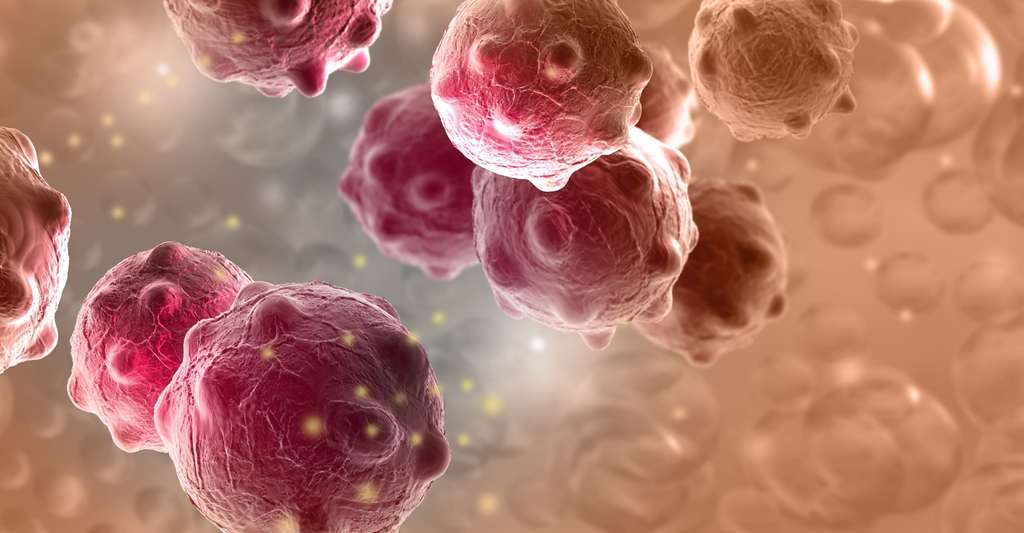 Les macrophages CD163 voient la tumeur comme une cellule normale qui a besoin d