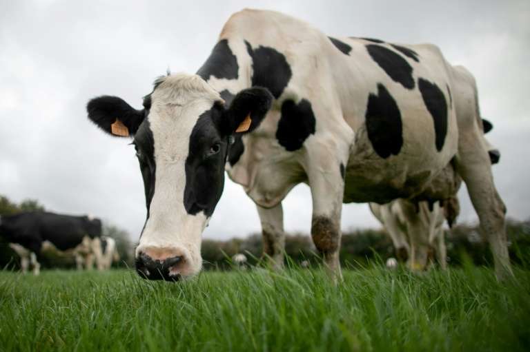 Des chercheurs pensent avoir établi l'origine possible de la maladie de la vache folle, un résultat qui montre selon eux l'importance de maintenir les mesures de précaution en vigueur pour éviter une réémergence de cette maladie.