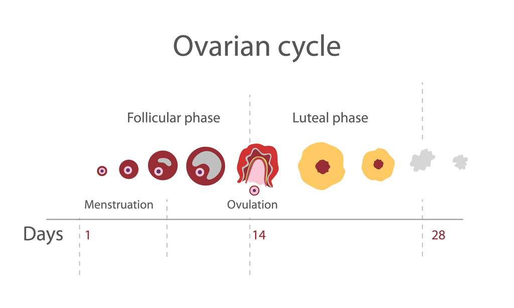 La phase folliculaire correspond à la croissance d'un ovocyte jusqu'à l'ovulation et la phase lutéale se situe après l'ovulation.