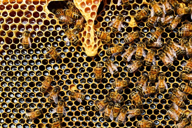 Des abeilles affairées à la fabrication du miel - Pixabay/CC0