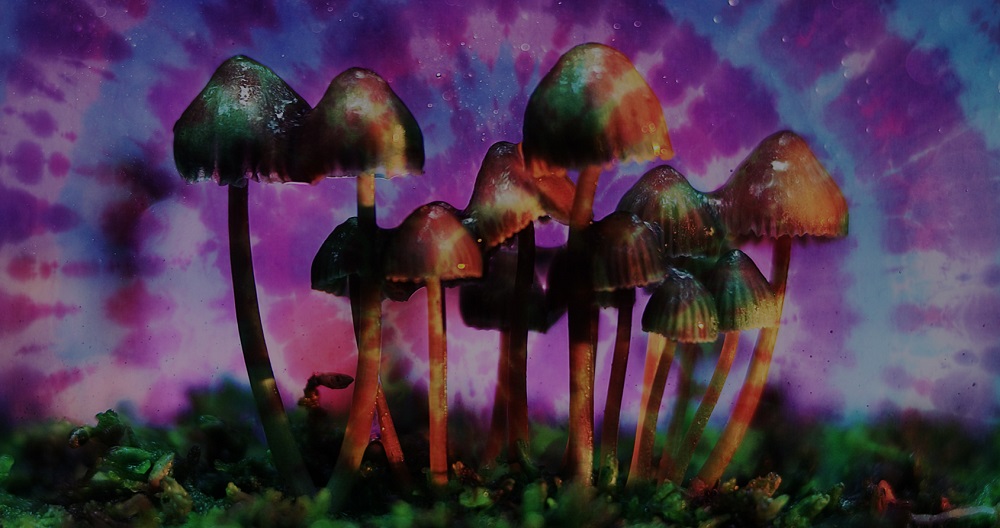 La conscience humaine a-t-elle émergé grâce aux champignons hallucinogènes