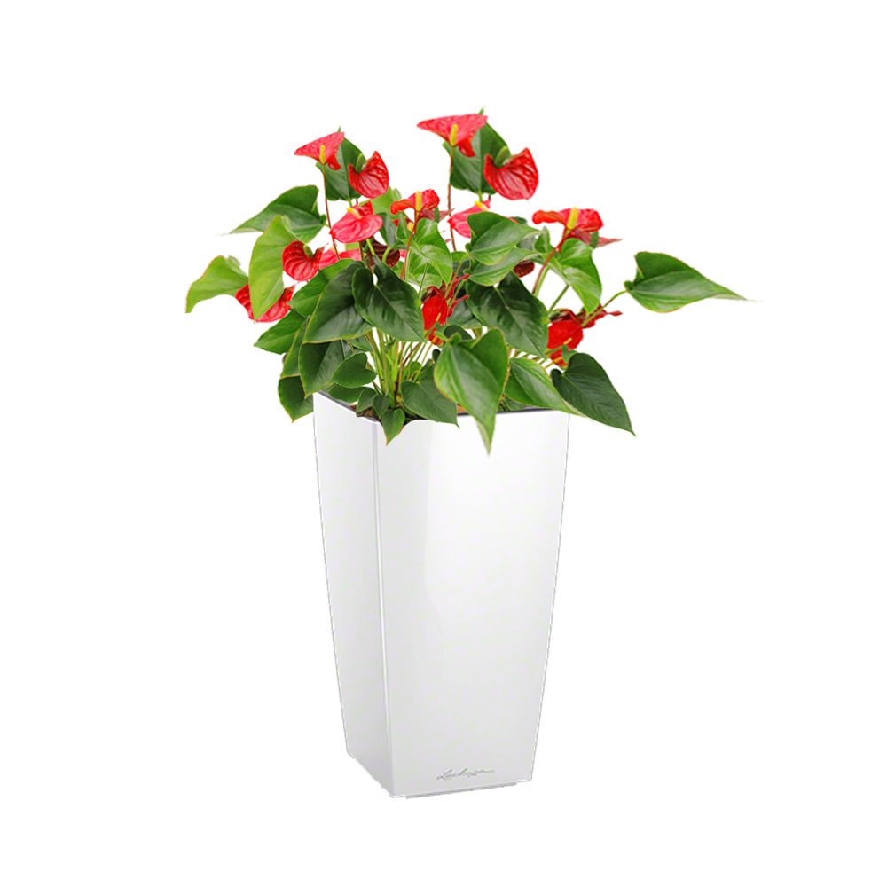 Anthurium rouge x 3 rempoté dans pot Lechuza Cubico Color 30 blanc