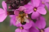 Les fleurs laissent tomber les insectes pollinisateurs