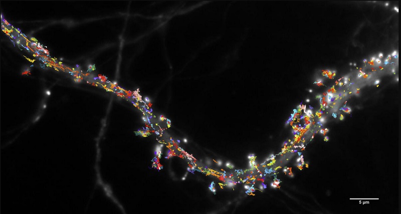 Images de science : Comment les neurones créent les souvenirs