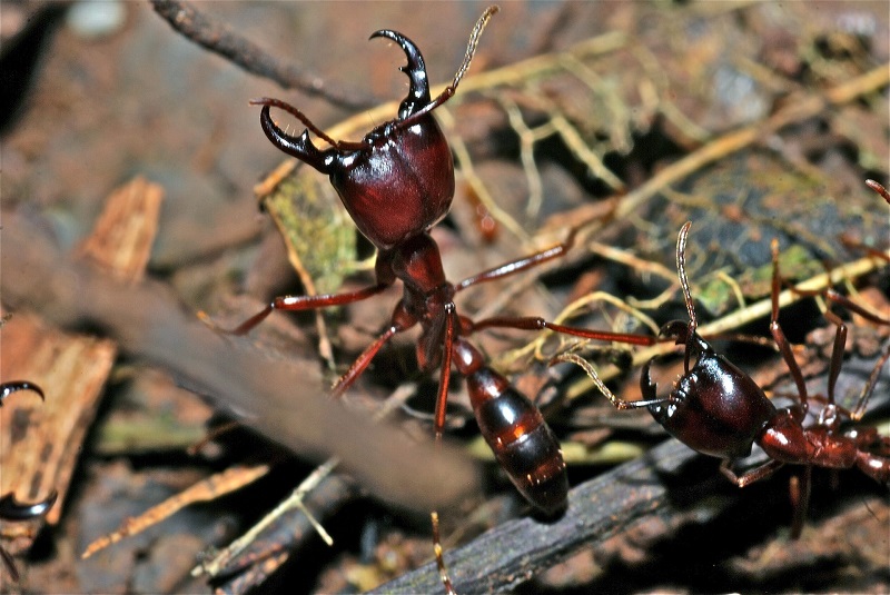 La chasse aux virus dans les forêts tropicales, un travail de fourmis…