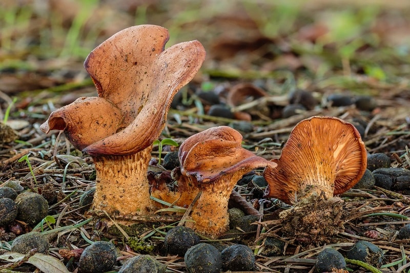 Maladies génétiques : comment un champignon comestible pourrait corriger notre ADN