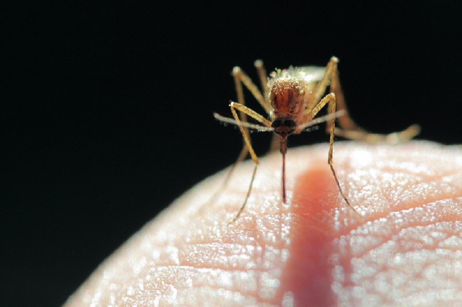 Pourquoi les moustiques ciblent certaines personnes et pas d’autres 