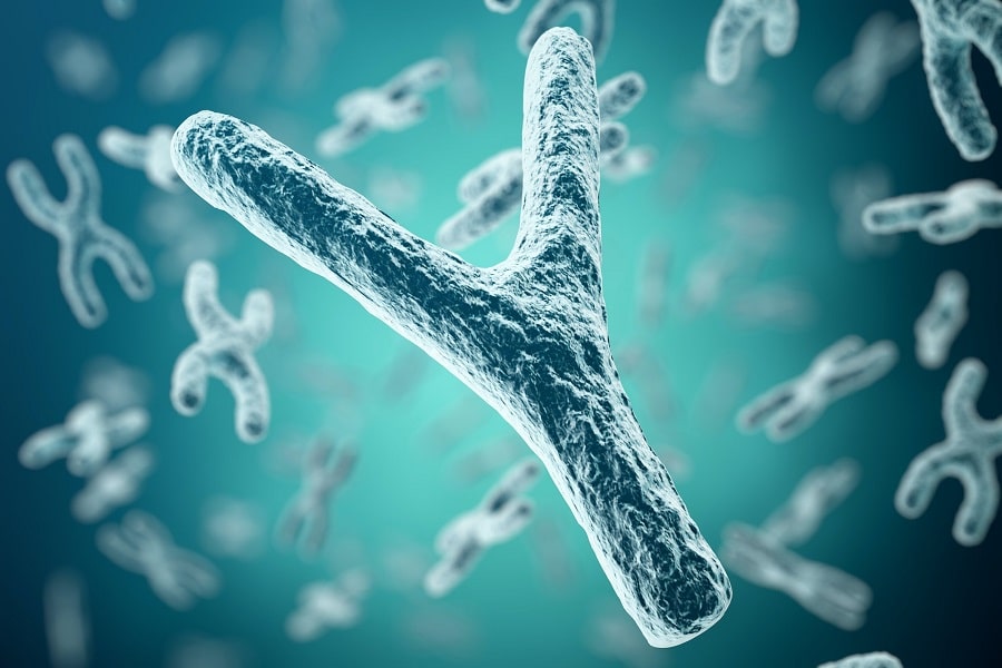 Séquençage du génome humain : le chromosome Y livre ses derniers secrets