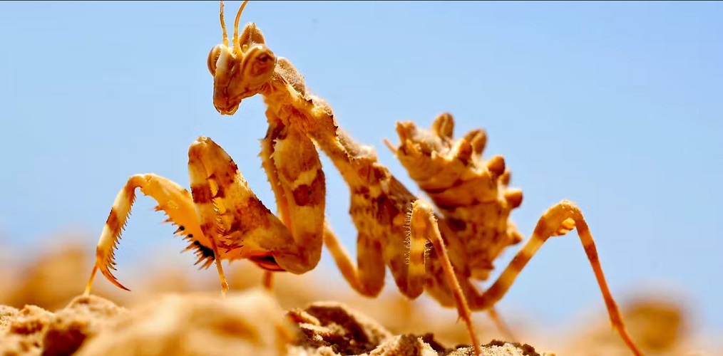 Comment les insectes gèrent à leur échelle le changement climatique