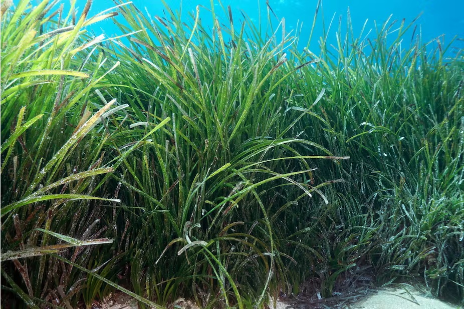 Préserver les herbiers de Posidonie, ces précieux puits de carbone sous-marins