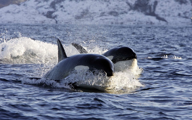 Les orques sont menacées par leurs interactions avec l'Homme
