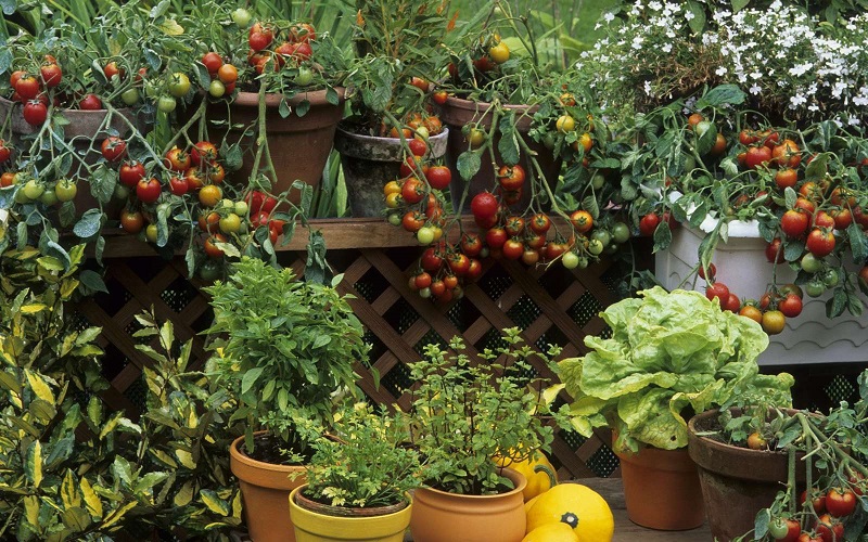 Légumes au balcon : quels sont les indispensables ?