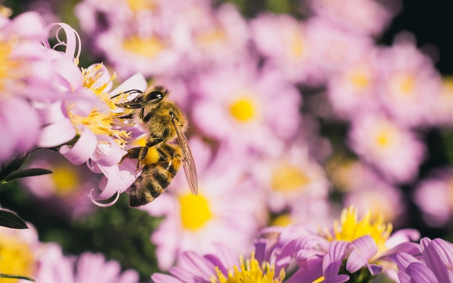 Pourquoi toutes les fleurs ne sentent pas la rose… loin de là !