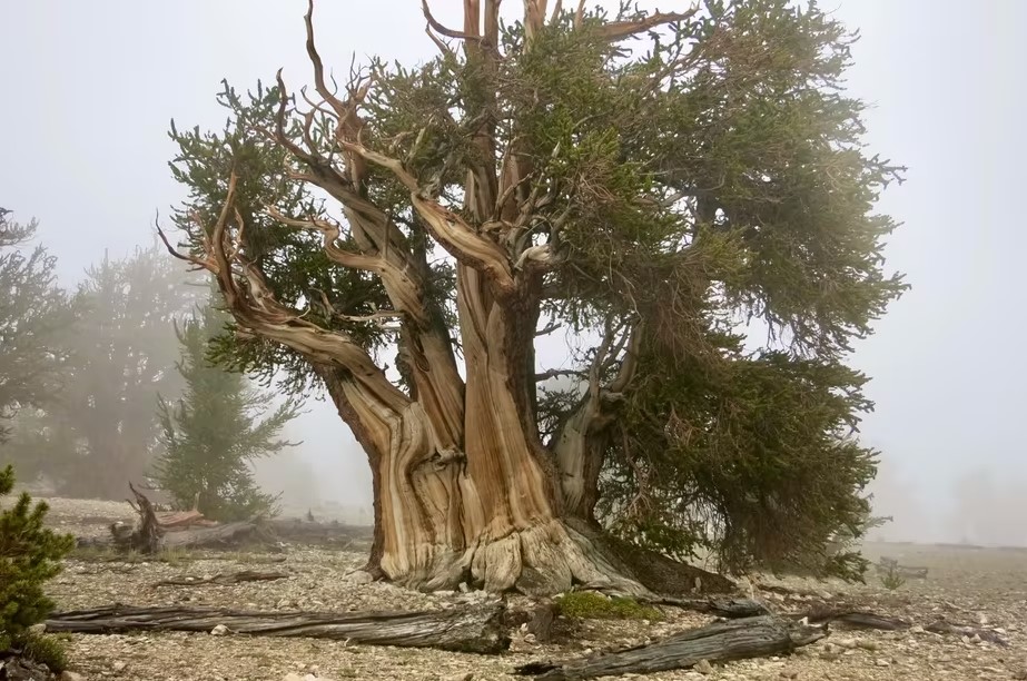 Vivre extrêmement vieux… comme le pin aristé 